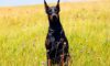 The Doberman Diaries