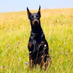 The Doberman Diaries doberman