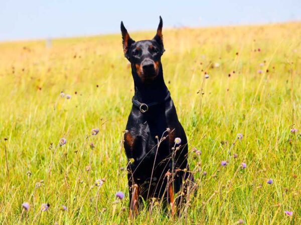 The Doberman Diaries