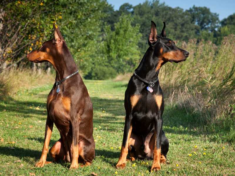 doberman patroling